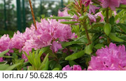 Blossoming rhododendron flowers on blurred background. Natural backdrop. Blooming pink rhododendrons swaying gently in sunlit garden. Alpenrose, snow-rose. Flowering bush. Biodiversity conservation. Стоковое видео, видеограф Марина Демидюк / Фотобанк Лори