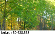 Leaf fall. Yellow leaves falling From The Tree on the grass ground. Carpet of autumn leaves. Warm fall sunny park. Colorful foliage in rural countryside. Autumn season. Leaves Blowing from treetops. Стоковое видео, видеограф Марина Демидюк / Фотобанк Лори