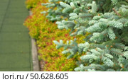 Frontyard Paver Walkway. Beautiful Ornamental Garden landscape design. Path made of natural stones, gravel. Landscaping modern trend. Lawn, shrubbery in the backyard. Abundance Of Plants Shrubs, Trees. Стоковое видео, видеограф Марина Демидюк / Фотобанк Лори
