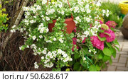 Hanging basket of assorted summer flowers. Lobelia Flowers. Spring Bloom. Beautiful ornamental garden design element. Wedding decoration. Стоковое видео, видеограф Марина Демидюк / Фотобанк Лори