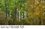 Leaf fall. Yellow leaves falling From The Tree on the grass ground. Carpet of autumn leaves. Warm fall sunny park. Colorful foliage in rural countryside. Autumn season. Leaves Blowing from treetops. Стоковое видео, видеограф Марина Демидюк / Фотобанк Лори