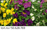 Wild pansies, Viola Tricolor, also known as Johnny Jump Up. Many Purple and Yellow Flowers. Pansies on a Backyard. Landscaping in Green Home Garden. Landscape Design with Flower beds in Summer. Стоковое видео, видеограф Марина Демидюк / Фотобанк Лори