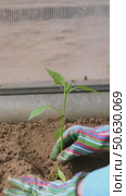 Close-up of planting bell pepper seedlings in the ground in a greenhouse. Copy space, vertical composition. Стоковое видео, видеограф Мария Зубарева / Фотобанк Лори