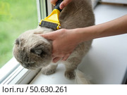 Grooming Cat Care With Quality Brush For Felines. A person is gently brushing a Scottish fold gray cat with a brush, ensuring a healthy coat. Essentials. Owner girl combing her cat at home. Pet health. Стоковое фото, фотограф Марина Демидюк / Фотобанк Лори