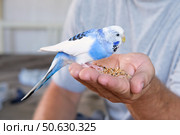 Owner man feeding a budgie. Close-up. White blue budgerigar perching on the hand. Pet bird is eating cucumber from human palm. Cozy Indoor Setting. Person is gently handfeeding a parrot in bright room. Стоковое фото, фотограф Марина Демидюк / Фотобанк Лори