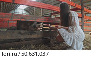 A lovely young woman in a pristine gown is seated in a barn, attempting to feed hay to a substantial, chubby pig in a pen. Стоковое видео, видеограф Strunov David / Фотобанк Лори