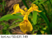Ирис болотный (iris pseudacorus) Стоковое фото, фотограф Василий Быстрицкий / Фотобанк Лори
