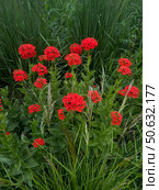 Lychnis chalcedonica or Silene chalcedonica Vibrant red flowers blooming abundantly in a lush green garden, showcasing nature's beauty and the essence of springtime growth, gardening and greenery. Стоковое фото, фотограф Елена Гоосен / Фотобанк Лори