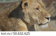 Lioness Close-up Portrait Zoo Animal. Стоковое видео, видеограф svetograph / Фотобанк Лори