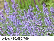 Nepeta Racemosa or catnip - flowering plant used in the landscape design. Стоковое фото, фотограф Володина Ольга / Фотобанк Лори
