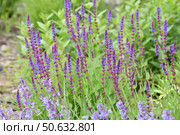 Blooming Salvia Superba on a nature. Стоковое фото, фотограф Володина Ольга / Фотобанк Лори