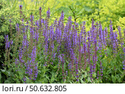 Blooming Salvia Superba on a nature. Стоковое фото, фотограф Володина Ольга / Фотобанк Лори
