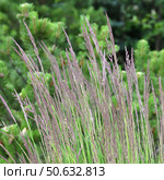 Young pines, reed grass in the landscape design. Стоковое фото, фотограф Володина Ольга / Фотобанк Лори