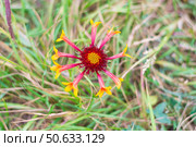 Яркий красно-желтый цветок Gaillardia на фоне зелёной травы. Стоковое фото, фотограф Андрей Цыганков / Фотобанк Лори