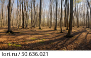 growth budding tree ai generated. Стоковое AI-изображение, AI-художник Vectorwin / Фотобанк Лори