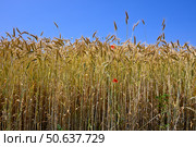 Желтые колосья и красные маки на фоне голубого неба. Стоковое фото, фотограф Алена Савченко / Фотобанк Лори