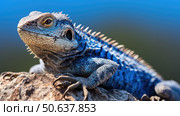 rock lizard blue ai generated. Стоковое AI-изображение, AI-художник Vectorwin / Фотобанк Лори