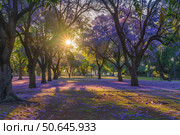 Blooming jacaranda trees carpet park in purple at sunrise. Стоковое AI-изображение, AI-художник Иван Рябоконь / Фотобанк Лори