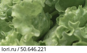 Fresh lettuce in drops of water. Shot on super slow motion camera 1000 fps. Стоковое видео, видеограф Андрей Армягов / Фотобанк Лори