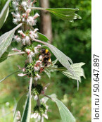Шмель с впечатляюще длинным языком сидит на цветках.Bombus. Пустырник сердечный (Leonurus cardiaca) Стоковое фото, фотограф Елена Рассоха / Фотобанк Лори