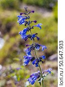 Лекарственное растение - Котовник сибирский (лат.Nepeta sibirica) во время цветения. Республика Алтай, Южная Сибирь, Россия. Стоковое фото, фотограф Евгений Мухортов / Фотобанк Лори