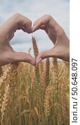 Hands of man and woman are joined together like a heart. They are on a field with ripe rye and wheat. Стоковое видео, видеограф Strunov David / Фотобанк Лори