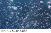 Air bubbles under water. Стоковое видео, видеограф Михаил Коханчиков / Фотобанк Лори