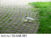 Голубь  клюет крошки в парке Пятигорска. Стоковое фото, фотограф Лариса Веселова / Фотобанк Лори