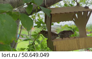 Video of two cute sparrows pecking crumbs from a wooden bird feeder on a tree on a summer day. (Lat. Passer domesticus). Bird care concept. Natural background. Стоковое видео, видеограф Виктория Катьянова / Фотобанк Лори