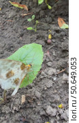 Vertical video of a white butterfly with brown spots on its wings crawling on a wet green leaf in a garden bed on a rainy summer day. Close-up, top view. Стоковое видео, видеограф Виктория Катьянова / Фотобанк Лори
