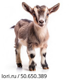 Adorable Pygmy Goat Kid Gazes Sideways on White Background. Generative AI. Стоковое AI-изображение, AI-художник Roman Zavorotny / Фотобанк Лори