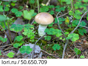 Гриб мокруха еловая (Gomphidius glutinosus), молодой гриб. Стоковое фото, фотограф Ирина Яровая / Фотобанк Лори
