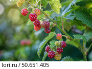 Ripe and unripe raspberries growing on a branch in summer sunlight. Стоковое AI-изображение, AI-художник Иван Рябоконь / Фотобанк Лори