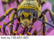 Close up of a bee pollinating a pink flower, exhibiting intricate details. Стоковое AI-изображение, AI-художник Иван Рябоконь / Фотобанк Лори