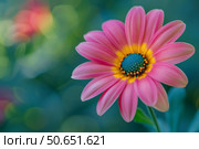 Pink osteospermum showing its beautiful turquoise and yellow center. Стоковое AI-изображение, AI-художник Иван Рябоконь / Фотобанк Лори