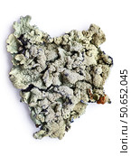 Лишайник Флавопармелия козлиная. Foliose lichen Flavoparmelia caperata or common greenshield lichen. Стоковое фото, фотограф Сергей Пристяжнюк (Serg Zastavkin) / Фотобанк Лори