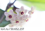 Hoya Flowers. Стоковое фото, фотограф Любовь Назарова / Фотобанк Лори