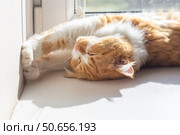 A ginger cat stretched out on a white windowsill, resting his paws on the wall, enjoying the sunlight coming through the window. Стоковое фото, фотограф Коханова Наталья / Фотобанк Лори