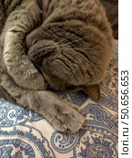 A cat is curled up on a blue and white blanket. Стоковое фото, фотограф Ярославский Максим / Фотобанк Лори