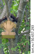 Vertical video of an eastern black squirrel (Lat. Sciurus niger) stealing bread crumbs from a bird feeder and eating them on a tree in a garden on a sunny summer day. Стоковое видео, видеограф Виктория Катьянова / Фотобанк Лори