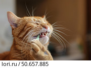 Ginger cat chewing a toothbrush with catnip flavor. Стоковое AI-изображение, AI-художник Иван Рябоконь / Фотобанк Лори