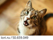 Cute cat meowing and looking up with green eyes. Стоковое AI-изображение, AI-художник Иван Рябоконь / Фотобанк Лори