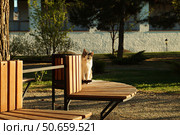 Уличная кошка на лавочке. Стоковое фото, фотограф Дмитрий Николаев / Фотобанк Лори