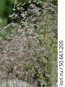 Deschampsia cespitosa is a species of perennial herbaceous plants of the genus Meadow grass of family Poaceae or Poaceae. Стоковое фото, фотограф Володина Ольга / Фотобанк Лори