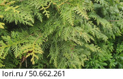 Decorative deciduous plant of Cypress family. Evergreen coniferous plant for landscaping city streets, industrial areas and decoration of gardens and parks. Thuja branches close-up. Стоковое видео, видеограф Ирина / Фотобанк Лори