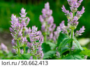 Close-up of Salvia sclarea in full bloom, featuring soft lavender petals and textured leaves. Стоковое фото, фотограф Elena Grishina / Фотобанк Лори