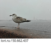 Чайка на парапете в туманный день. Стоковое фото, фотограф Пучков Андрей Александрович / Фотобанк Лори
