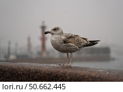 Чайка на парапете в туманный день. Стоковое фото, фотограф Пучков Андрей Александрович / Фотобанк Лори