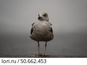 Чайка на парапете в туманный день. Стоковое фото, фотограф Пучков Андрей Александрович / Фотобанк Лори