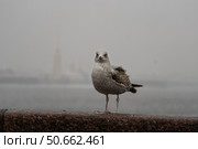 Чайка на парапете в туманный день. Стоковое фото, фотограф Пучков Андрей Александрович / Фотобанк Лори